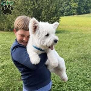 Jalon, West Highland Terrier Puppy